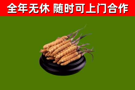 长子县回收散虫草